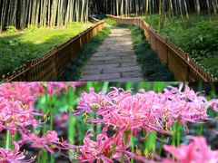-杭州植物园