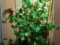 -泰·菩提树下[泰式按摩x精油SPAx肩颈头疗](新景店)