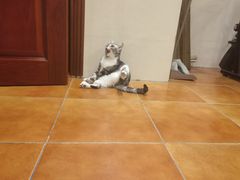 -安安宠医宠物医院·异宠·犬猫内科(岳阳分院)