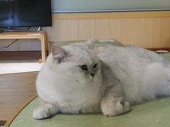 -猫和宫(六道口店)