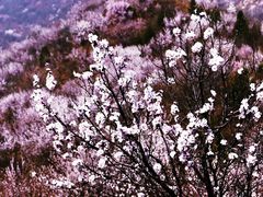 -定都峰