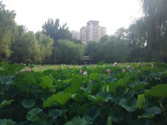 -莲湖公园