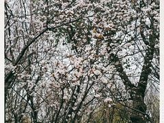 -顾村公园