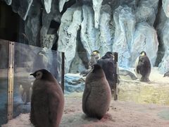 -帝企鹅自助餐厅•儿童岛•真企鹅(长隆企鹅酒店)