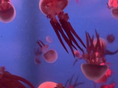 -左海海底世界