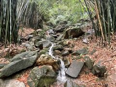 -铁山坪森林公园