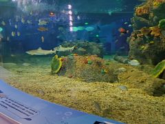 -沙沙哗啦海洋馆(华宇百花谷店)