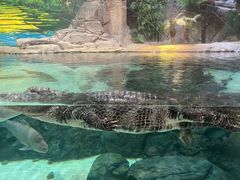 -上海海洋水族馆