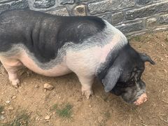 -清风小镇闯关东影视基地