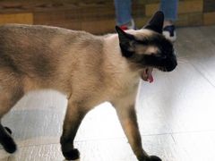 -猫咪咖啡·猫咖(万达广场店)