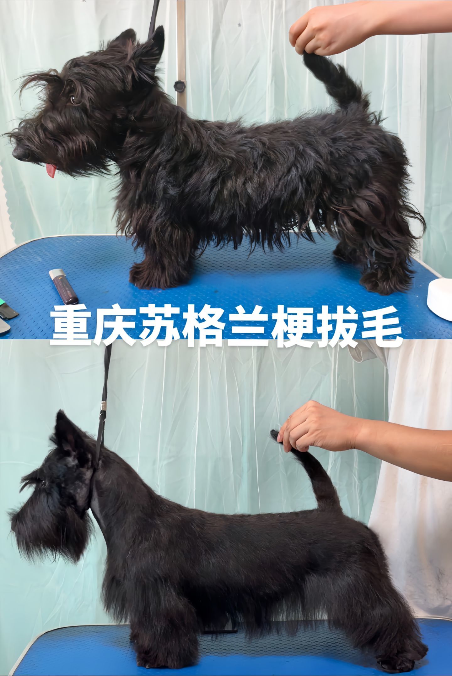 重庆专业梗犬拔毛