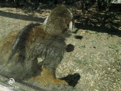 -新疆天山野生动物园