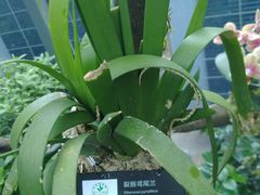 -东莞植物园