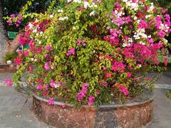 -亚龙湾国际玫瑰谷