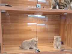 -猫十亿·布偶金渐层·曼基康矮脚猫舍(青年路店)