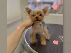 -BABYDOG宝贝狗宠物乐园(欧洲城店)
