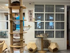 -楼上猫咖(罗湖店)