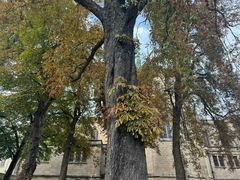 -卢森堡圣母教堂