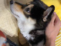 -逗柴咖啡屋·狗咖猫咖宠物桌游