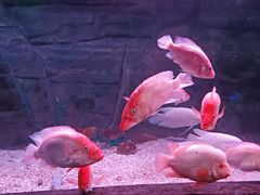 -蓬莱欧乐堡海洋极地世界