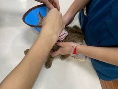 -瑞派动物医院·绝育·犬猫全科·预防医学(光景江南中店)
