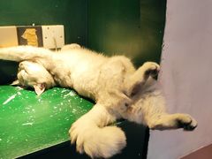 -猫儿山۰猫主题餐厅