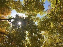 -大兴滨河森林公园