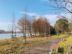 -南汇新城城市公园
