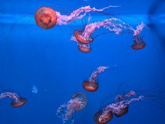 -大连老虎滩海洋公园