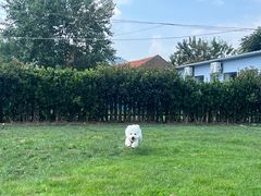 -趣玩宠物乐园寄养训犬训狗游泳池