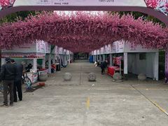 -南汇桃花村