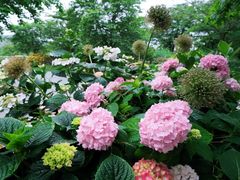 -上海辰山植物园