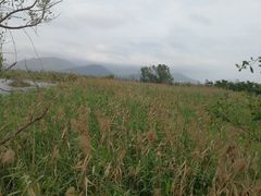 -芒洲湿地公园