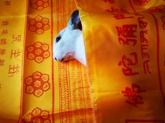 -彩虹桥宠物火化殡葬善终服务(金乐大厦店)