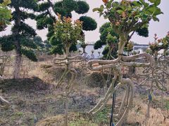 -武汉紫薇都市田园
