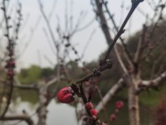 -观桥阁(锦溪店)