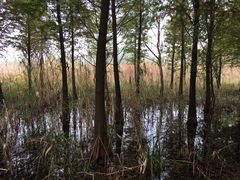 -溱湖国家湿地公园