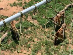 -西霞口神雕山野生动物世界