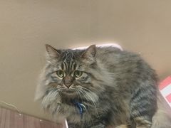 -藏猫猫咖啡主题馆(中央大道店)