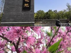 -莲花池公园