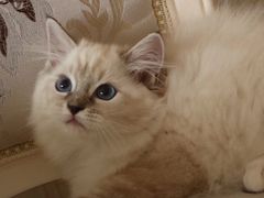 -Bastet sally猫舍购宠(静安店)
