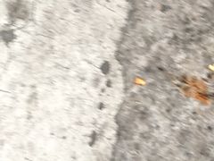 -东北人粗粮饺子坊(南山店)