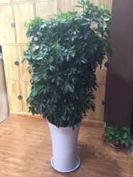 -明洞造型精品烫染