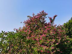 -怡海公园(桂城街道)