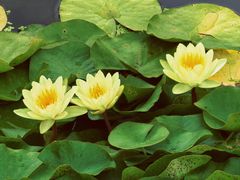-莲花池公园