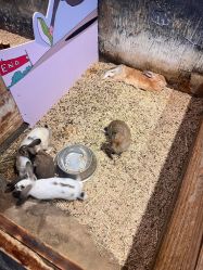 -酷嗒动物文化乐园(cutezoo西溪乐天城店)