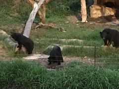 -清迈夜间动物园