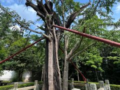 -上海佘山国家森林公园天马山园