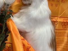 -彩虹桥宠物火化殡葬善终服务(金乐大厦店)