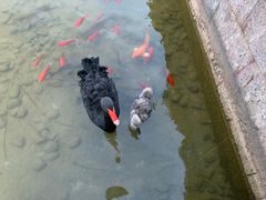 -丽江金茂凯悦臻选酒店-滇香馆